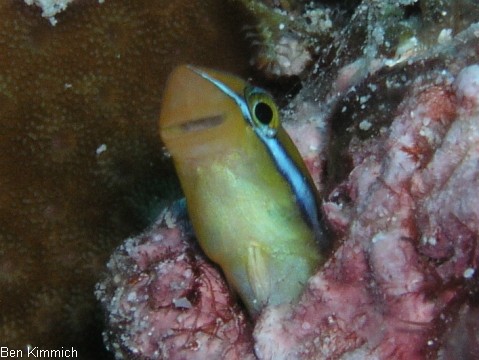 Plagiotremus ewaensis, Ewa-Fangzahnschleimfisch, Blau-Streifen-Säbelzahnschleimfisch