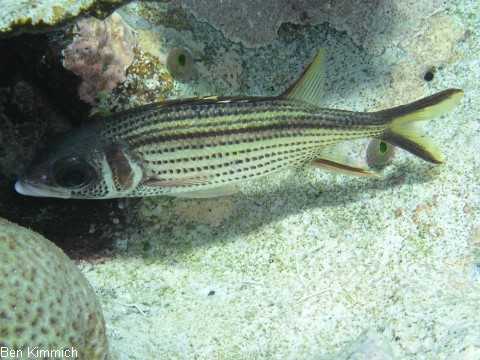 Neoniphon sammara, Blutfleck-Husar