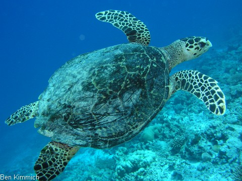 , Schildkrte