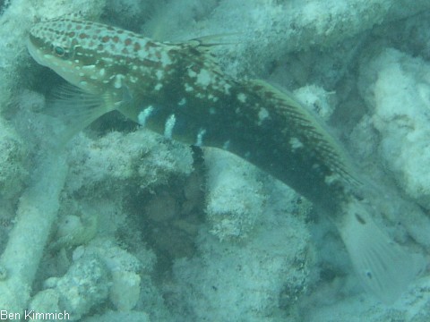 Amblygobius phalaena, Bagger Grundel