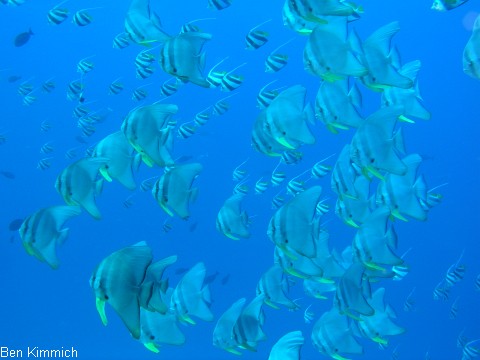 Platax, Fledermausfisch