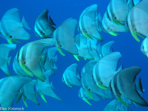 Platax, Fledermausfisch