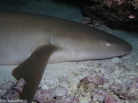Nebrius ferrugineus, Ammenhai