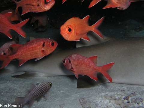 Nebrius ferrugineus, Ammenhai