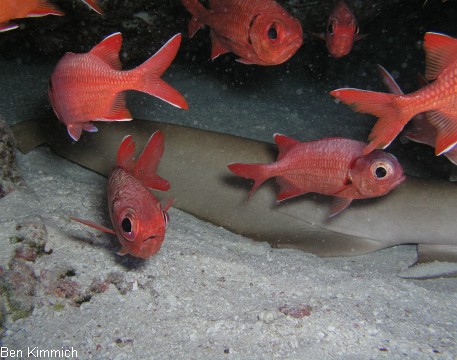 Nebrius ferrugineus, Ammenhai