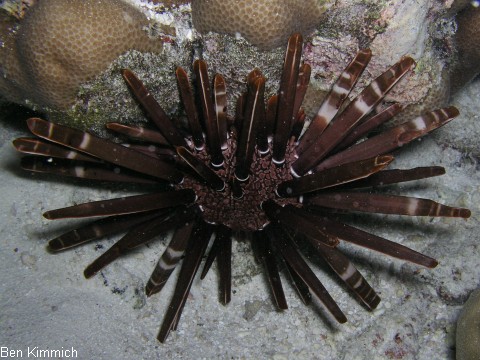 Heterocentrotus mamillatus, Griffel Seeigel