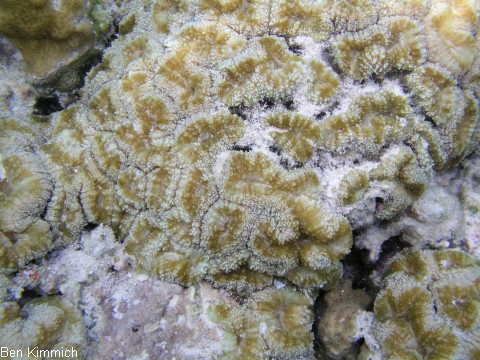 Caulastraea furcata, Fltenkoralle oder Fingerkoralle