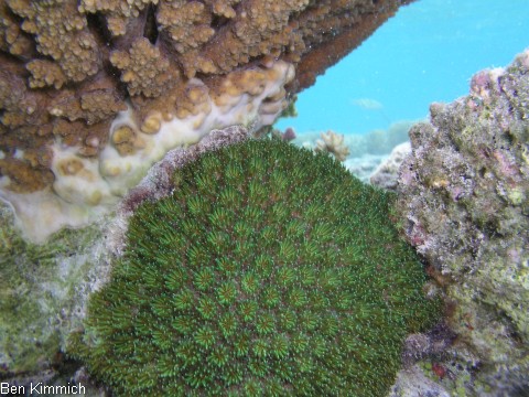 Galaxea, Gropolypige Steinkoralle