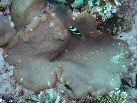 Cryptodendrum adhaesivum - Noppenrand-Anemone