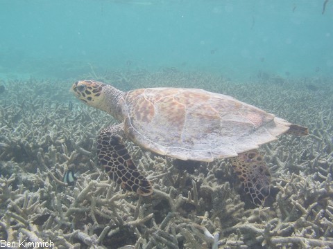 , Schildkrte