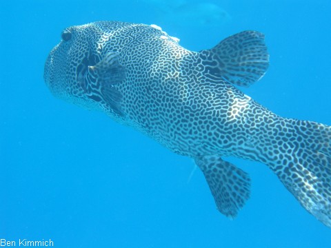 Arothron stellatus, Riesenkugelfisch