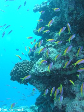 Pseudanthias evansi, Mirolabrichthys evansi