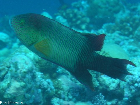 Cheilinus trilobatus, Dreilappen-Lippfisch
