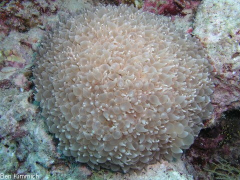 Physogyra lichtensteini, Lichtensteins Blasenkoralle