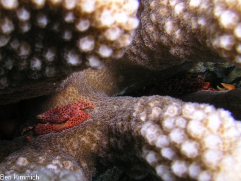 Trapezia rufopunctata - Trapez Krabbe