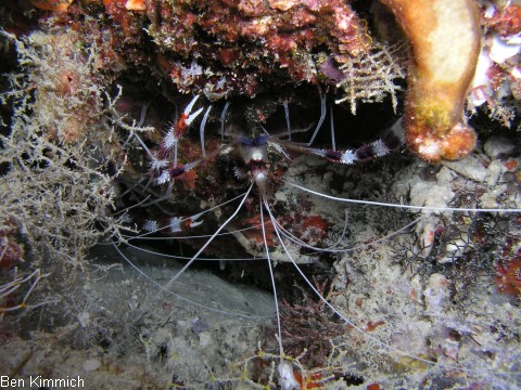 Stenopus hispidus, Geb nderte Scherengarnele