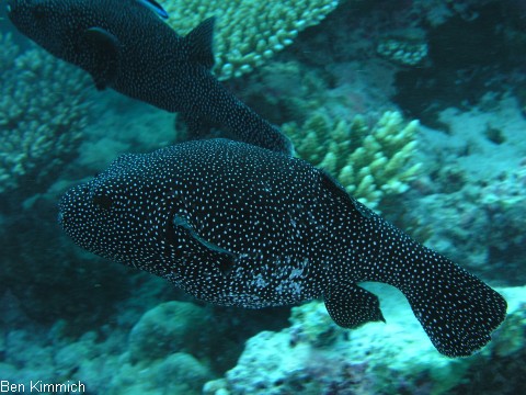 Arothron meleagris, Sternen-Kugelfisch