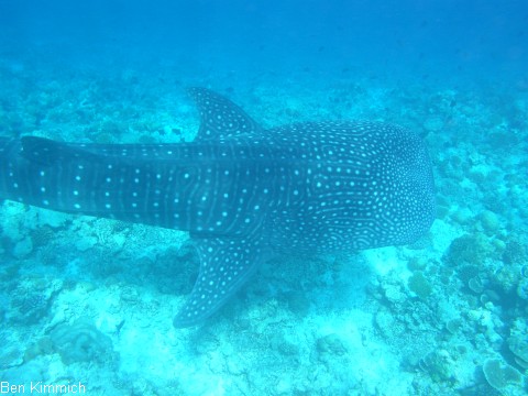 Rhincodon typus, Walhai