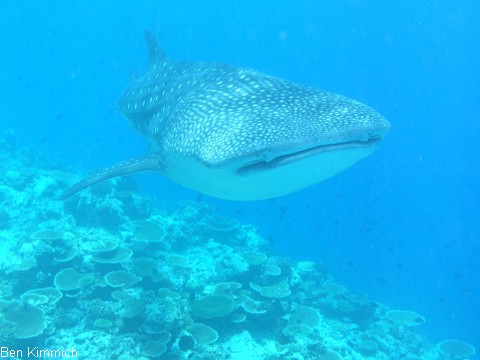 Rhincodon typus, Walhai