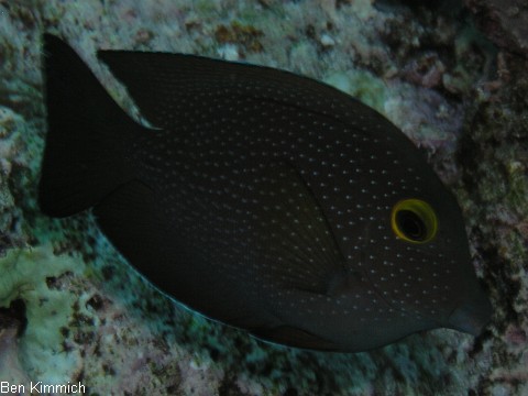 Ctenochaetus truncatus, Indischer Goldringdoktor