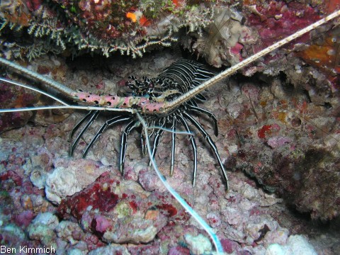Panulirus versicolor, Blaue Schmucklanguste