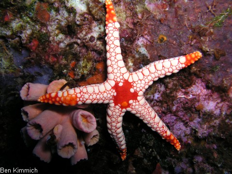 Fromia monilis, Perl-Seestern