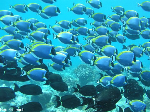 Acanthurus leucosternon, Pazifik Wei kehldoktor