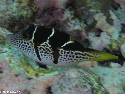 Paraluteres prionurus, Schwarzsattel-Feilenfisch