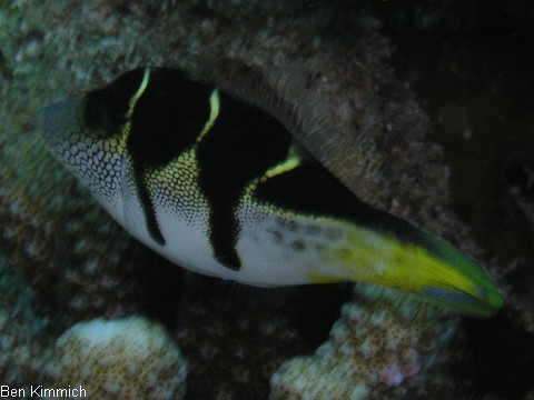Paraluteres prionurus, Schwarzsattel-Feilenfisch
