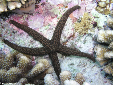 Nardoa sp., Seestern