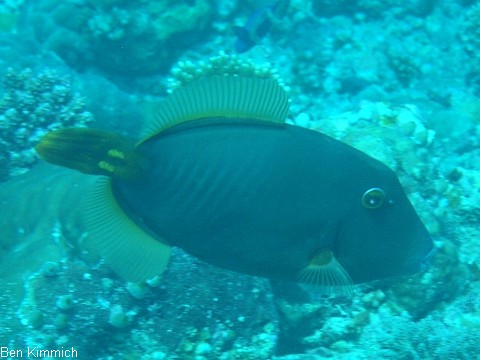 Cantherhines dumerilii, Gelbschwanz-Feilenfisch