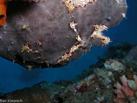 Antennarius, Anglerfisch