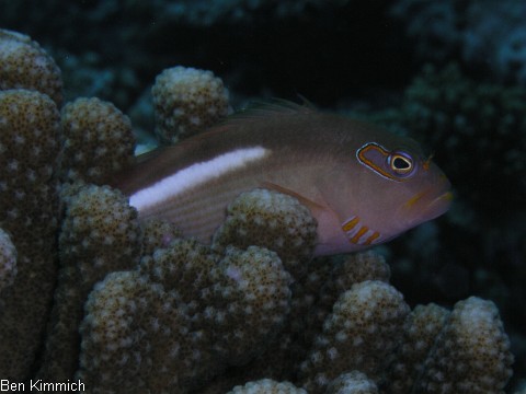 Paracirrhites arcatus, Monokel-Bschelbarsch