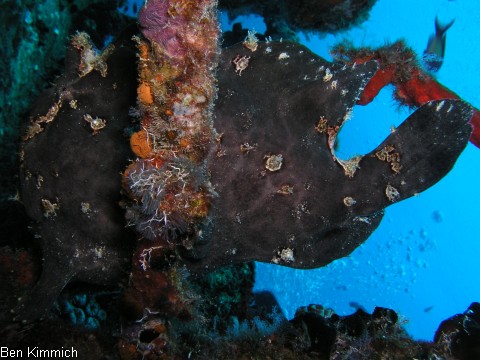 Antennarius, Anglerfisch