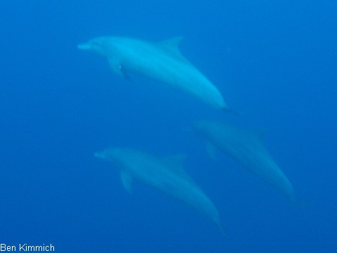 Delphin