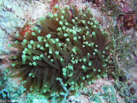 Euphyllia paraglabrescens, Gropolypige Steinkoralle