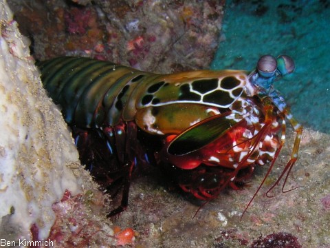Odontodactylus scyllarus, Clown Fangschreckenkrebs
