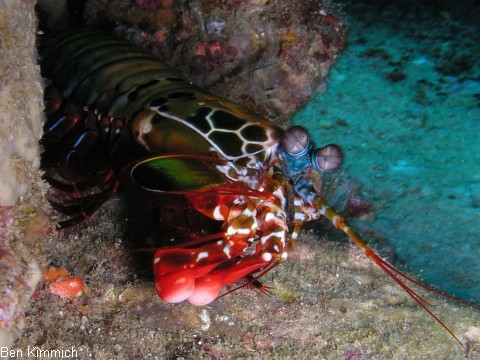 Odontodactylus scyllarus, Clown Fangschreckenkrebs