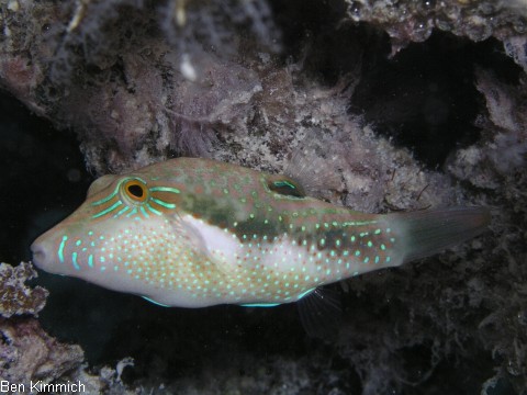 Canthigaster bennetti, Benetts Kugelfisch