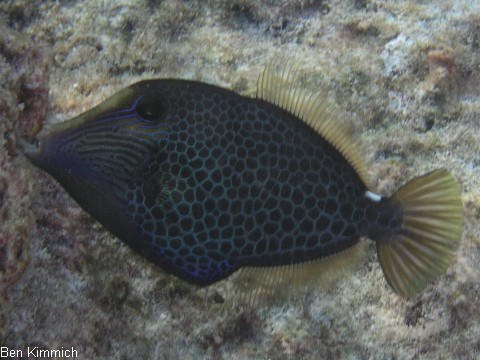 Cantherhines pardalis, Feilenfisch