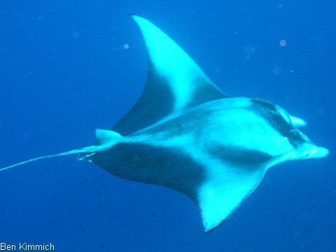 Manta birostris, Mantarochen