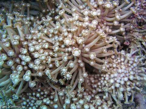 Goniopora, Margerittenkoralle