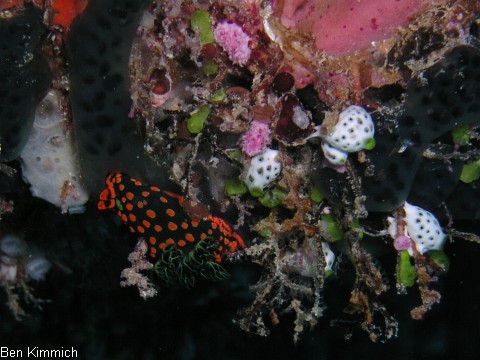Nembrotha guttata, Nacktschnecke