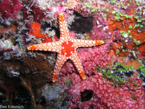 Fromia monilis, Perl-Seestern