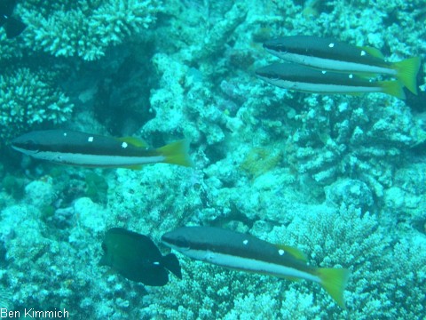 Lutjanus biguttatus - Schnapper