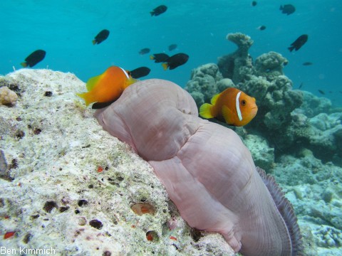 Amphiprion nigripes, Malediven - Anemonenfisch