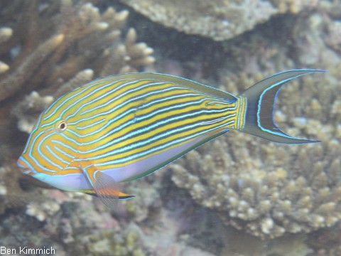 Acanthurus lineatus, Blaustreifen Doktorfisch