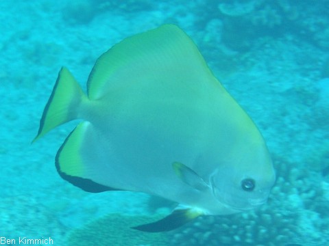 Platax, Fledermausfisch