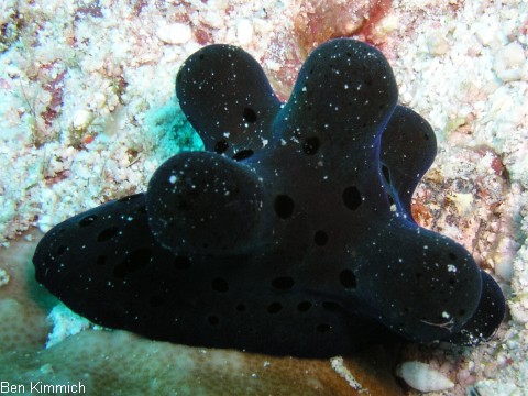 Coriocella hibyae, Samtschnecke oder Malediven-Schwammschnecke
