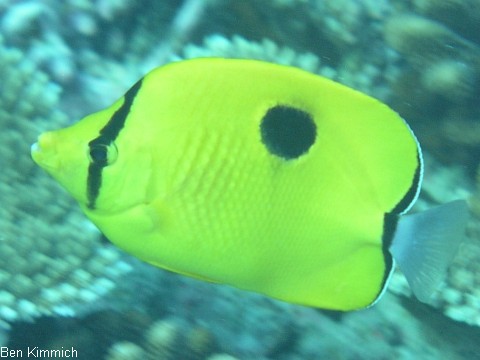 Chaetodon zanzibarensis, Sansibar-Falterfisch